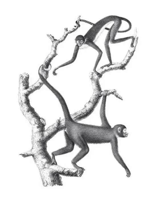 Framed Print : Monkeys illustration. Pencil sketch of monkeys isolated on a plain white background Framed Print : Monkeys illustration. Pencil sketch of monkeys isolated on a plain white background