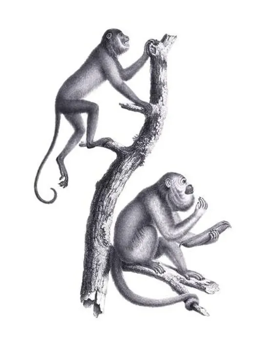 Framed Print : Monkeys illustration. Pencil sketch of monkeys isolated on a plain white background Framed Print : Monkeys illustration. Pencil sketch of monkeys isolated on a plain white background
