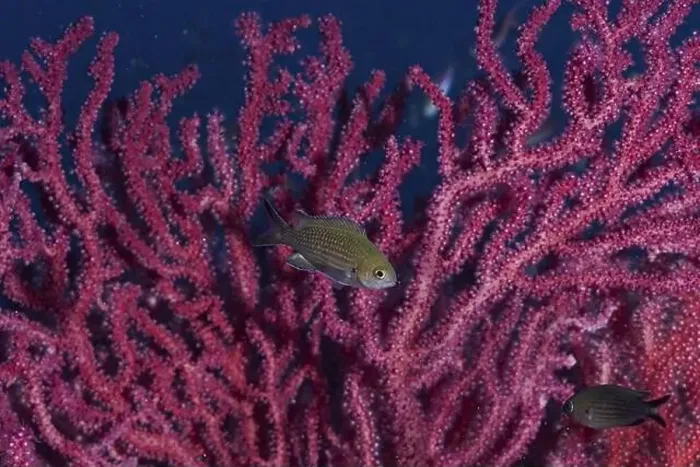 Framed Print : Monkfish (Chromis chromis) swimming in front of pink Violescent sea-whip (Paramuricea clavata) Framed Print : Monkfish (Chromis chromis) swimming in front of pink Violescent sea-whip (Paramuricea clavata)