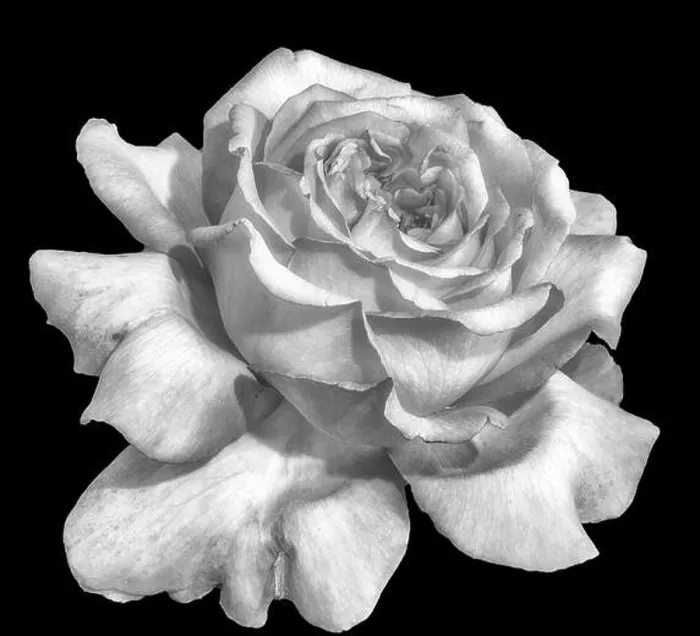 Framed Print : Monochrome black