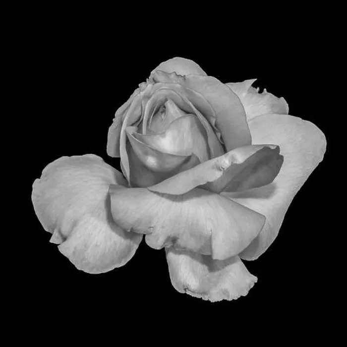 Framed Print : Monochrome black Framed Print : Monochrome black