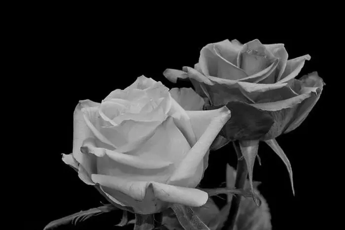 Framed Print : Monochrome black and white fine art still life bright floral macro of a pair of isolated rose blossoms Framed Print : Monochrome black and white fine art still life bright floral macro of a pair of isolated rose blossoms