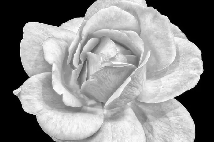 Framed Print : Monochrome fine art still life bright macro image of a single isolated white rose blossom Framed Print : Monochrome fine art still life bright macro image of a single isolated white rose blossom