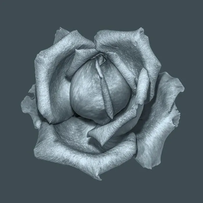 Framed Print : Monochrome fine art still life floral macro of a single isolated metallic rose blossom Framed Print : Monochrome fine art still life floral macro of a single isolated metallic rose blossom