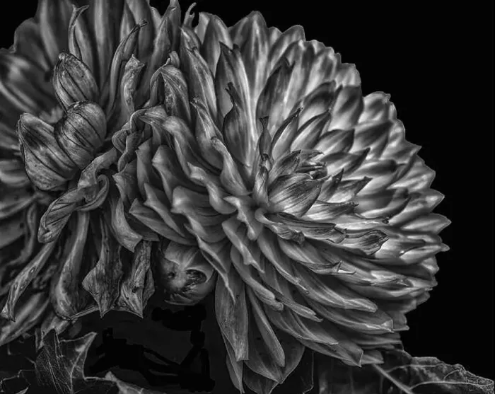 Framed Print : Monochrome fine art macro fantastic realism portrait of an isolated single flowering dahlia blossom on black background Framed Print : Monochrome fine art macro fantastic realism portrait of an isolated single flowering dahlia blossom on black background