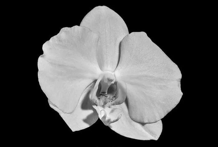 Framed Print : monochrome isolated white orchid blossom, macro on black background with detailed texture Framed Print : monochrome isolated white orchid blossom, macro on black background with detailed texture