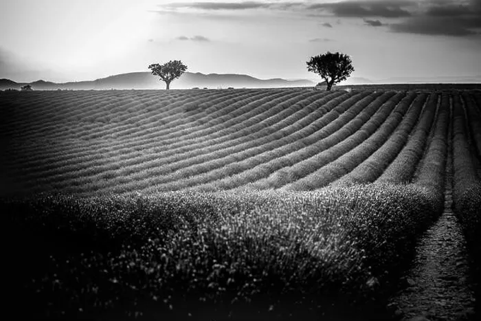 Framed Print : Monochrome lavender fields. Beautiful image of lavender field, artistic abstract process in black and white. Summer sunset landscape, contrasting Framed Print : Monochrome lavender fields. Beautiful image of lavender field, artistic abstract process in black and white. Summer sunset landscape, contrasting
