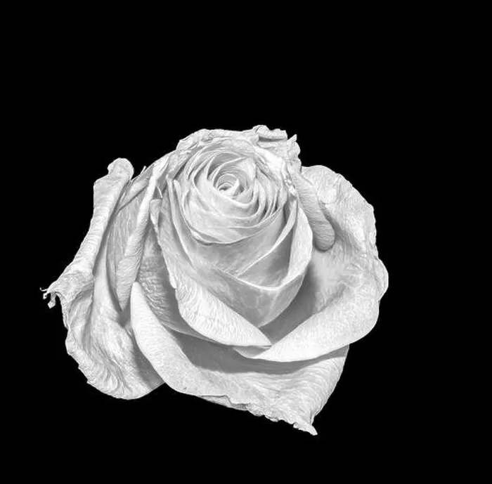 Framed Print : Monochrome still life fine art floral macro flower portrait of a single isolated white flowering rose blossom on black Framed Print : Monochrome still life fine art floral macro flower portrait of a single isolated white flowering rose blossom on black