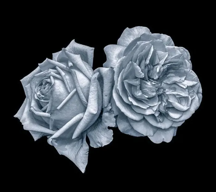 Framed Print : Monochrome selen toned fine art still life macro of a pair of isolated rose blossoms Framed Print : Monochrome selen toned fine art still life macro of a pair of isolated rose blossoms