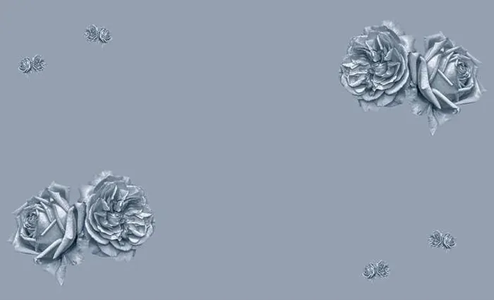 Framed Print : Monochrome selen toned fine art still life macro of pairs of isolated rose blossoms Framed Print : Monochrome selen toned fine art still life macro of pairs of isolated rose blossoms