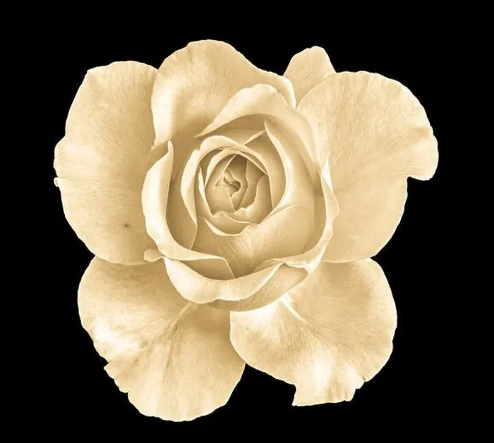 Framed Print : Monochrome vintage sepia fine art still life floral macro flower image of a single isolated flowering blooming rose Framed Print : Monochrome vintage sepia fine art still life floral macro flower image of a single isolated flowering blooming rose