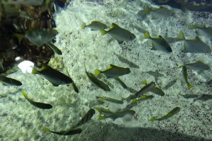 Framed Print : Monodactylidae Monodactylus argenteus: a school of small silver fish in the ocean, water, near rocks Framed Print : Monodactylidae Monodactylus argenteus: a school of small silver fish in the ocean, water, near rocks