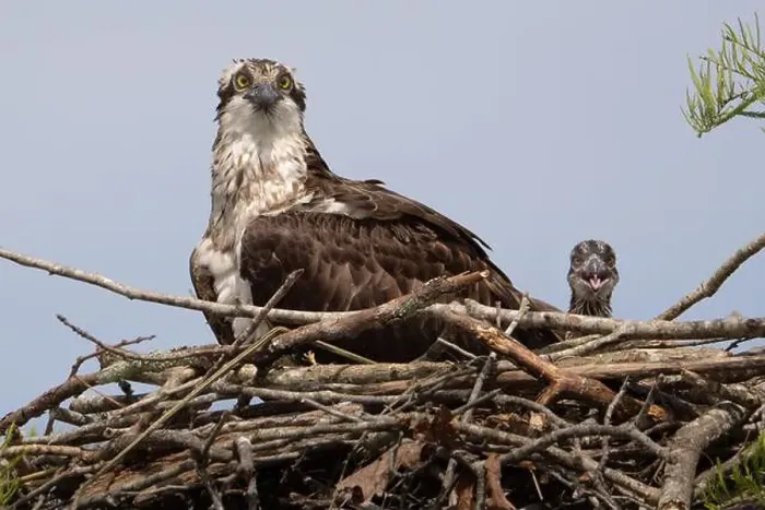 Framed Print : A monther osprey keeping watch over her chicks Framed Print : A monther osprey keeping watch over her chicks