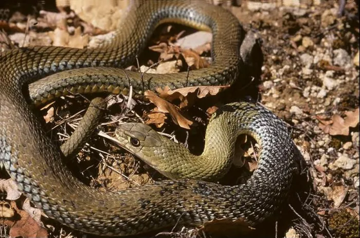 Framed Print : Montpellier Snake ; Subspecies: Malpolon monspessulanus monspessulanus Framed Print : Montpellier Snake ; Subspecies: Malpolon monspessulanus monspessulanus