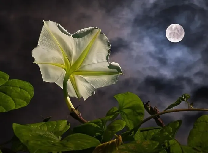 Framed Print : Moon flower (Ipomoea alba) with full moon (composite) Framed Print : Moon flower (Ipomoea alba) with full moon (composite)