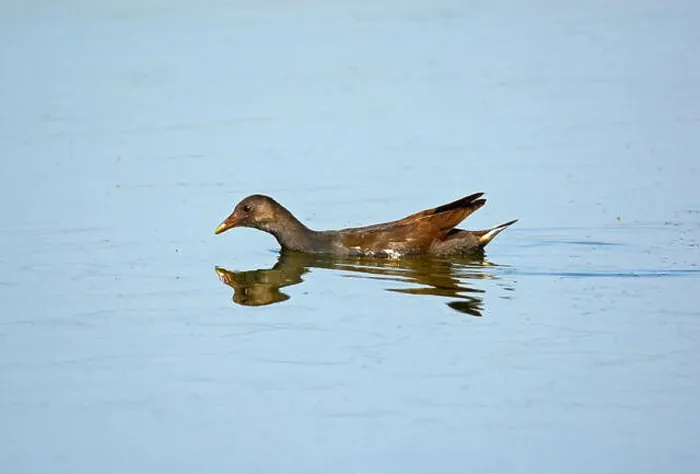 Framed Print : Moorhen, Female swimming Framed Print : Moorhen, Female swimming