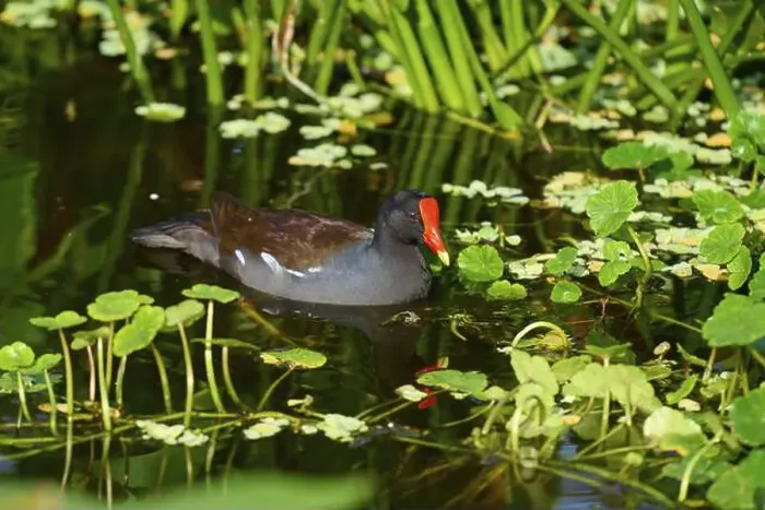 Framed Print : Moorhen (Gallinula chloropus), swimming on water Framed Print : Moorhen (Gallinula chloropus), swimming on water