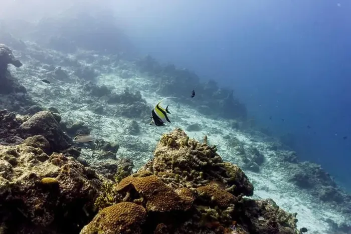 Framed Print : Moorish Idol (Zanclus cornutus) in the coral reef of Maldives island Framed Print : Moorish Idol (Zanclus cornutus) in the coral reef of Maldives island