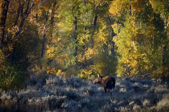 Framed Print : Moose cow in Grand Teton National Park, Wyoming Framed Print : Moose cow in Grand Teton National Park, Wyoming