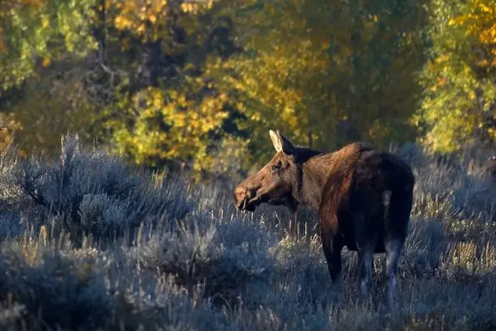 Framed Print : Moose cow in Grand Teton National Park, Wyoming Framed Print : Moose cow in Grand Teton National Park, Wyoming