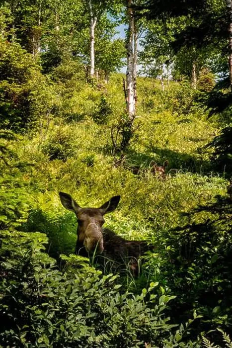 Framed Print : Moose in the Forest Framed Print : Moose in the Forest