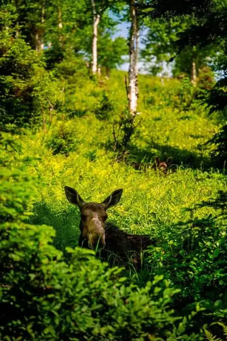 Framed Print : Moose in the Forest Framed Print : Moose in the Forest
