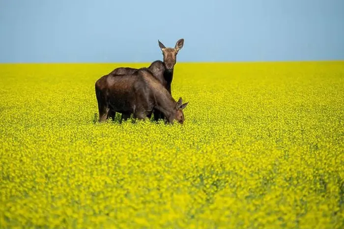 Framed Print : Two moose are grazing peacefully in a vibrant yellow canola field, enjoying the summer day under a clear blue sky Framed Print : Two moose are grazing peacefully in a vibrant yellow canola field, enjoying the summer day under a clear blue sky
