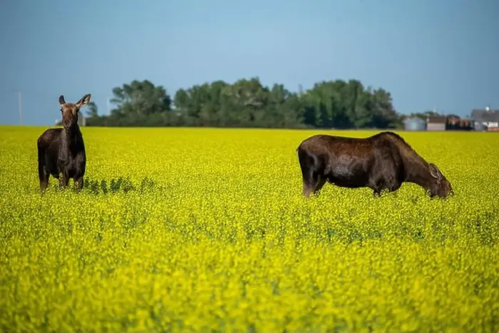 Framed Print : Two moose are grazing and standing in a canola field under a blue sky Framed Print : Two moose are grazing and standing in a canola field under a blue sky