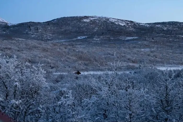 Framed Print : Moose lying in field in front of hills on a winter evening near Delta Junction, Alaska Framed Print : Moose lying in field in front of hills on a winter evening near Delta Junction, Alaska
