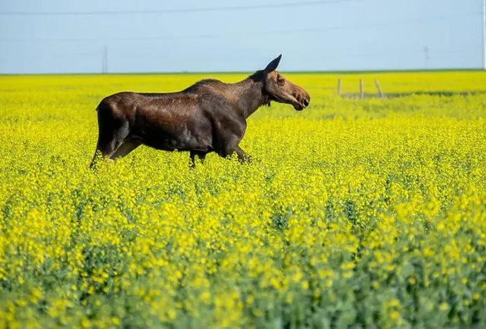 Framed Print : Moose running through yellow canola field on a bright sunny day Framed Print : Moose running through yellow canola field on a bright sunny day