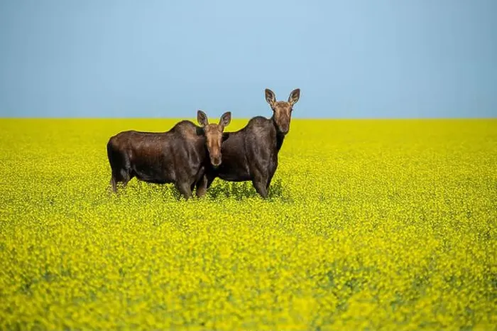 Framed Print : Two moose are standing in a canola field on a beautiful sunny day Framed Print : Two moose are standing in a canola field on a beautiful sunny day