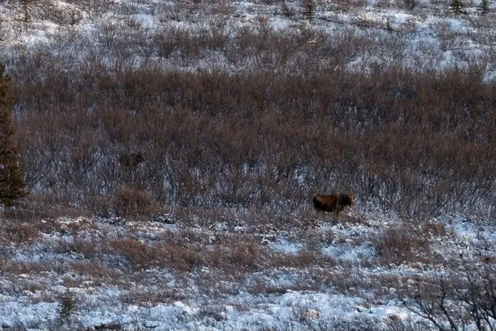 Framed Print : Moose standing in snow with another moose hiding in the background on a winter afternoon near Delta Junction, Alaska Framed Print : Moose standing in snow with another moose hiding in the background on a winter afternoon near Delta Junction, Alaska