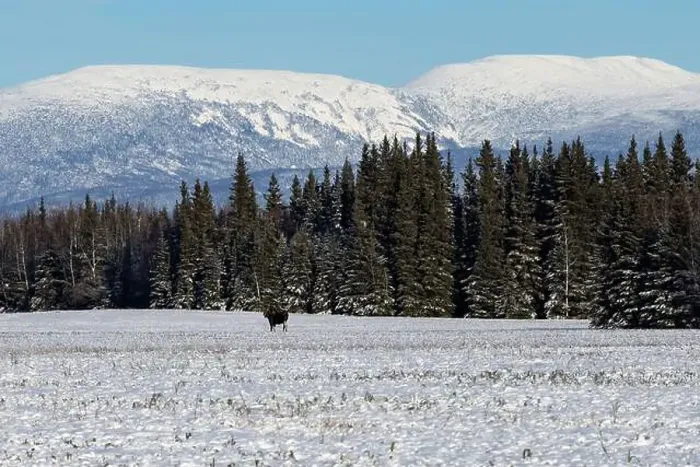 Framed Print : Moose standing in a snowy field with green pine trees