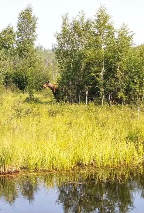 Framed Print : Moose behind trees near water on a bright, sunny spring day near Bolio Lake in interior Alaska Framed Print : Moose behind trees near water on a bright, sunny spring day near Bolio Lake in interior Alaska