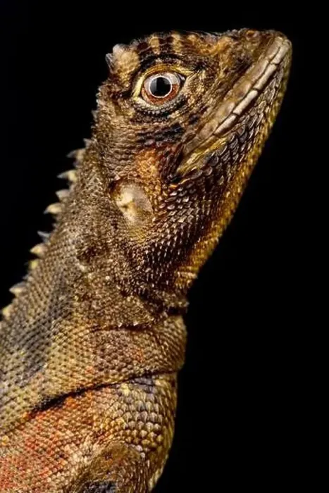 Framed Print : Mophead iguana (Uranoscodon superciliosus)