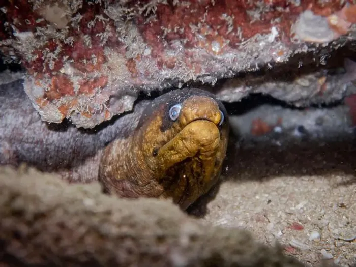 Framed Print : A moray eel in a crevice on a coral reef at the bottom of the Gulf of Oman in Fujairah, United Arab Emirates Framed Print : A moray eel in a crevice on a coral reef at the bottom of the Gulf of Oman in Fujairah, United Arab Emirates