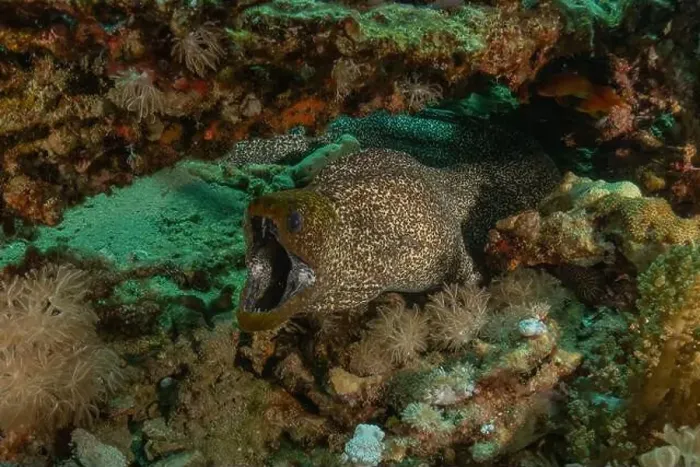 Framed Print : Moray eel Mooray lycodontis undulatus in the Red Sea, Eilat Israel Framed Print : Moray eel Mooray lycodontis undulatus in the Red Sea, Eilat Israel
