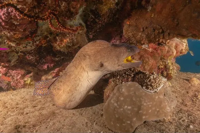 Framed Print : Moray eel Mooray lycodontis undulatus in the Red Sea, Eilat Israel Framed Print : Moray eel Mooray lycodontis undulatus in the Red Sea, Eilat Israel