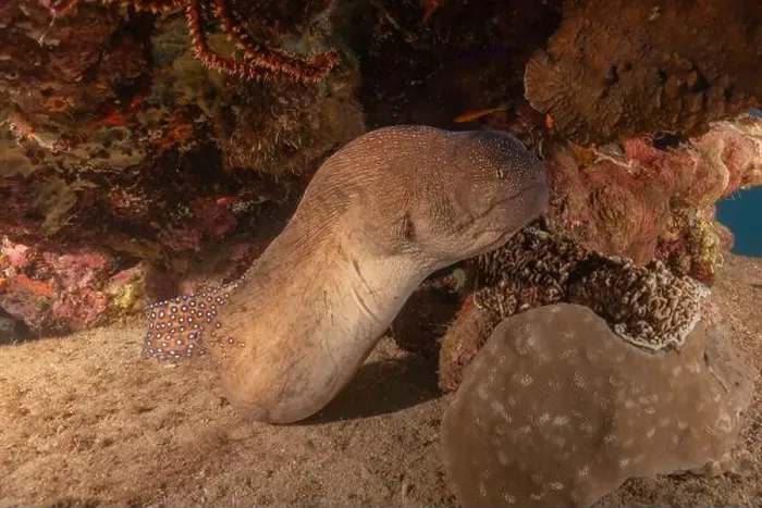 Framed Print : Moray eel Mooray lycodontis undulatus in the Red Sea, Eilat Israel Framed Print : Moray eel Mooray lycodontis undulatus in the Red Sea, Eilat Israel