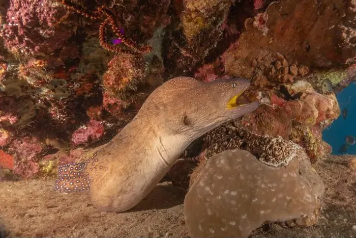 Framed Print : Moray eel Mooray lycodontis undulatus in the Red Sea, Eilat Israel Framed Print : Moray eel Mooray lycodontis undulatus in the Red Sea, Eilat Israel