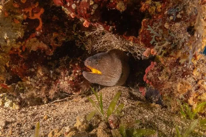 Framed Print : Moray eel Mooray lycodontis undulatus in the Red Sea, Eilat Israel Framed Print : Moray eel Mooray lycodontis undulatus in the Red Sea, Eilat Israel