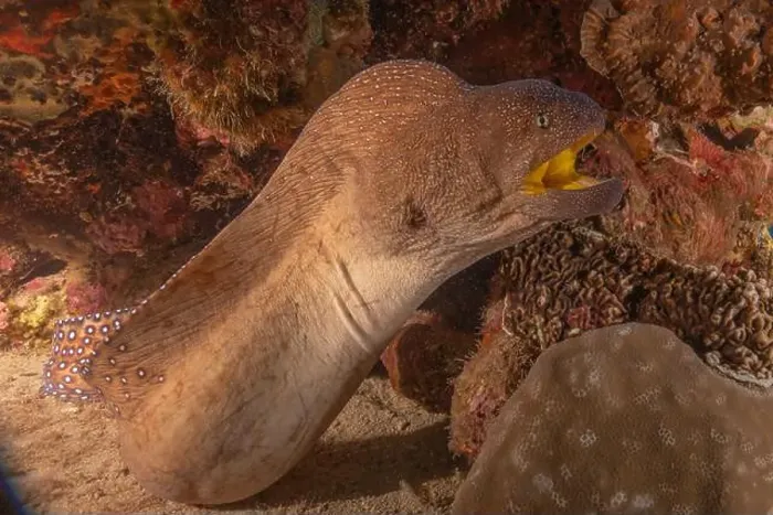 Framed Print : Moray eel Mooray lycodontis undulatus in the Red Sea, Eilat Israel Framed Print : Moray eel Mooray lycodontis undulatus in the Red Sea, Eilat Israel