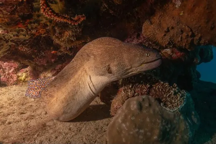 Framed Print : Moray eel Mooray lycodontis undulatus in the Red Sea, Eilat Israel Framed Print : Moray eel Mooray lycodontis undulatus in the Red Sea, Eilat Israel