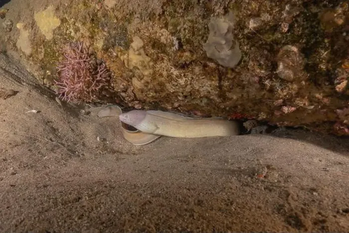 Framed Print : Moray eel Mooray lycodontis undulatus in the Red Sea, Eilat Israel Framed Print : Moray eel Mooray lycodontis undulatus in the Red Sea, Eilat Israel