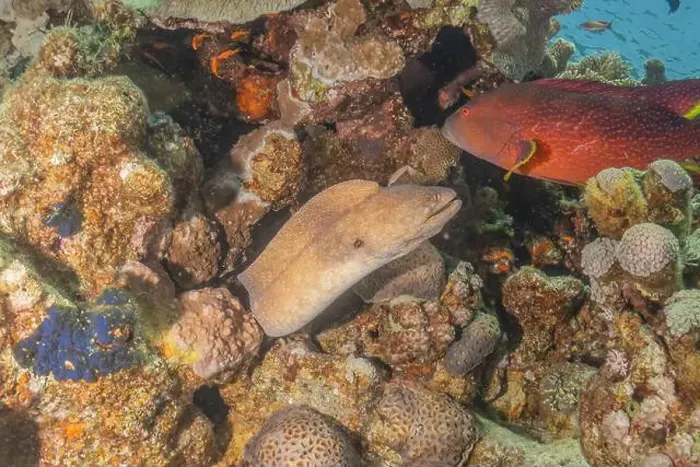 Framed Print : Moray eel Mooray lycodontis undulatus in the Red Sea, Eilat Israel Framed Print : Moray eel Mooray lycodontis undulatus in the Red Sea, Eilat Israel