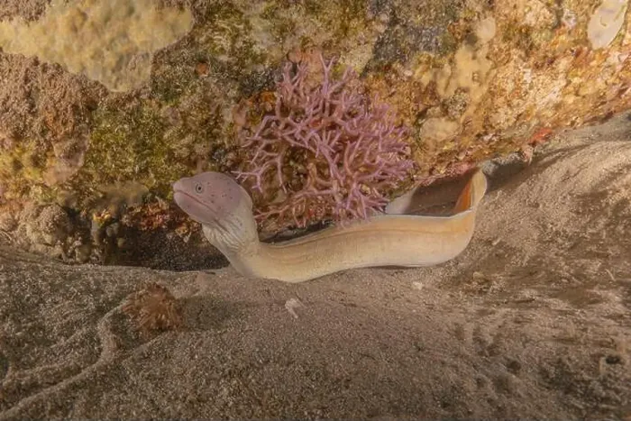 Framed Print : Moray eel Mooray lycodontis undulatus in the Red Sea, Eilat Israel Framed Print : Moray eel Mooray lycodontis undulatus in the Red Sea, Eilat Israel