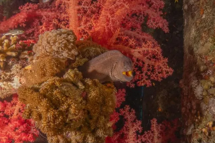 Framed Print : Moray eel Mooray lycodontis undulatus in the Red Sea, Eilat Israel Framed Print : Moray eel Mooray lycodontis undulatus in the Red Sea, Eilat Israel
