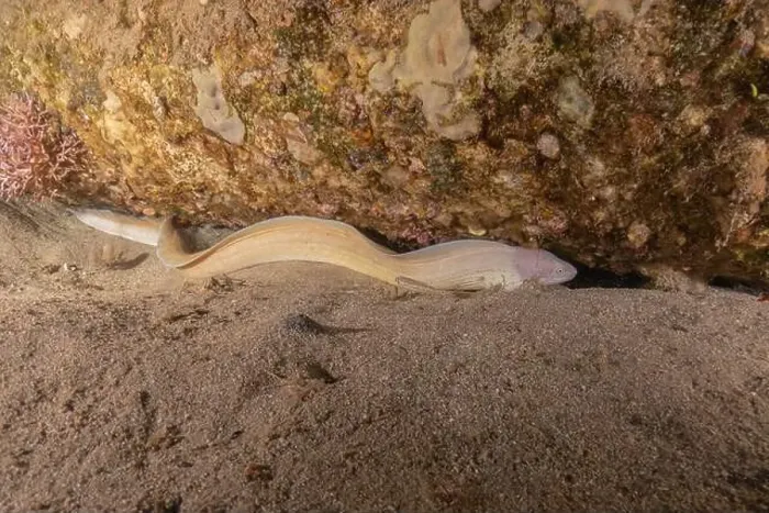 Framed Print : Moray eel Mooray lycodontis undulatus in the Red Sea, Eilat Israel Framed Print : Moray eel Mooray lycodontis undulatus in the Red Sea, Eilat Israel