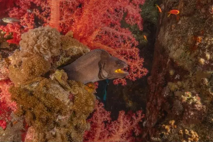 Framed Print : Moray eel Mooray lycodontis undulatus in the Red Sea, Eilat Israel Framed Print : Moray eel Mooray lycodontis undulatus in the Red Sea, Eilat Israel