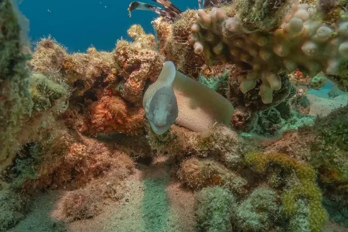 Framed Print : Moray eel Mooray lycodontis undulatus in the Red Sea, Eilat Israel Framed Print : Moray eel Mooray lycodontis undulatus in the Red Sea, Eilat Israel